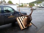 122112.Toledo.elk.JPG