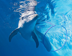 Winter the Dolphin with her hula hoop, Clearwater Marine Aquarium