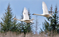 New guidebook helps reduce collisions by birds, such as trumpeter swans, with power lines. Credit: Donna Dewhurst / USFWS 