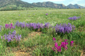 Rocky Flats National Wildlife Refuge in Colorado. Credit: Steve Torbit 