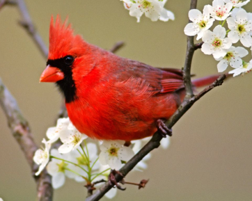 cardinal