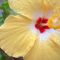 Yellow Hibiscus