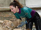 Lion cubs taking a swimming test