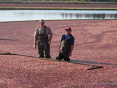 Lee Brother Cranberry Farm in Chatsworth