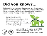 Did you know... Indoor air is more polluted than outdoor air. Carpet, paint, particle board, detergents, printer inks, and other household items all release chemicals. Houseplants filter the air and remove toxins. Five top air cleaning plants are: Spathiphyllum (Peace Lily) - Chlorophytum comosum (Spider Plant) - Epipremnum aureum (Devil's Ivy) - Syngonium podophyllum (Arrowhead Plant) - Hedera helix (English Ivy). Aim for 15 to 18 plants for an 1800 square foot living area. Pick up several all natural air purifiers today! 