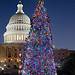 Capitol Christmas Tree 2012