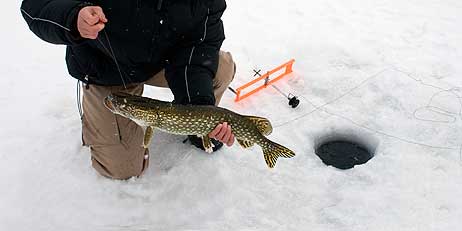 A man catches a fish while ice fishing in Massachusetts