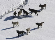 Montana judge blocks wolf season closure near Yellowstone National Park