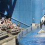 Seaworld Entertainment-IPO