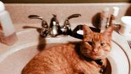 My Fuzzy Friend: He gets to the sink first every morning