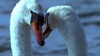 Swans renew their partnership with a beautiful courtship each spring.