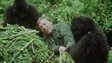 David Attenborough with gorillas