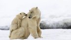 Polar bear cub and mother