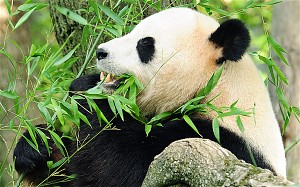 Giant Pandas hold new weapon in fight against superbugs
