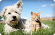 Cat and dog on grass