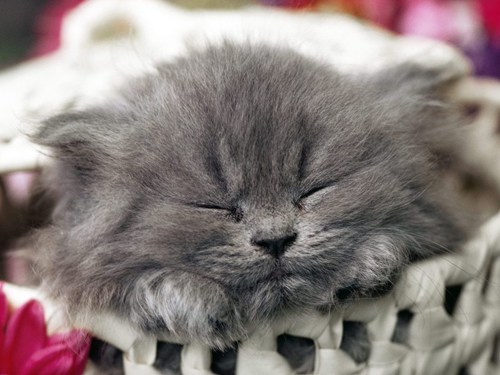 Cyoot Kitteh of teh Day: Sweet Slumber