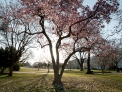 Capitol Grounds