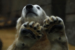 Anori, one-year old polar bear, plays in her enclosure at the zoo in Wuppertal