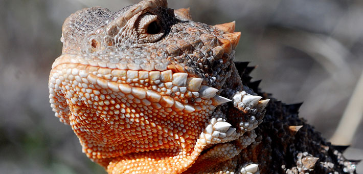 Photo of short horned lizard