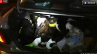 Stolen calves found in the trunk of alleged thieves' vehicle on Friday, Dec. 28 (screen capture: Ynet/Israel police)