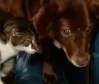 Photo: YouTube // Pwditat made himself a guide cat for blind dog Terfel.