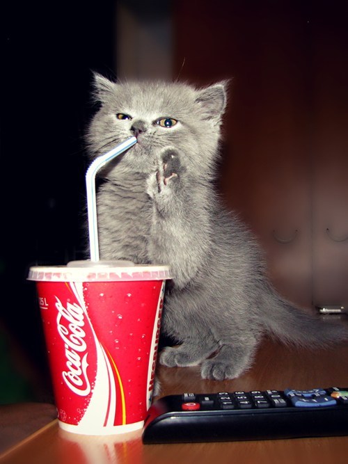 Cyoot Kitteh of teh Day: Hold Up, This is Diet, Right?!
