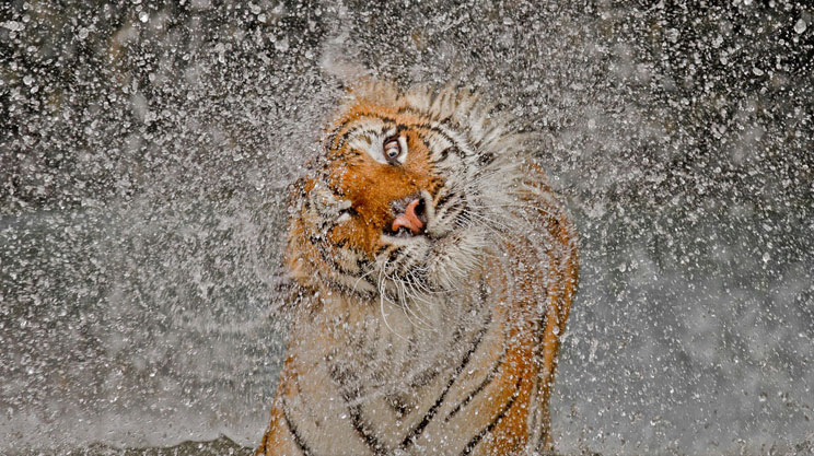 lion-shaking-water-ngm-pc.jpg