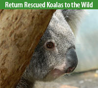 Return Rescued Koalas to the Wild