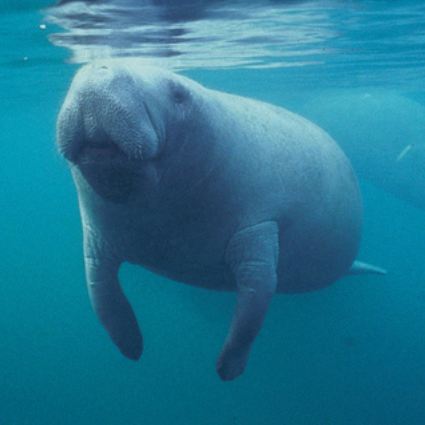 manatee