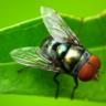 Blowfly