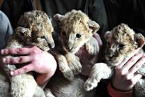 Lion cubs