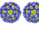 purple-norovirus-dl.jpg