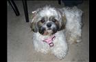 Layla, 3-year-old Shih Tzu. Submitted by Pamela Jewett 