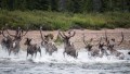 The George River caribou herd of northern Quebec and Labrador. Photo courtesy of Valerie Courtois, Canadian Boreal Initiative.