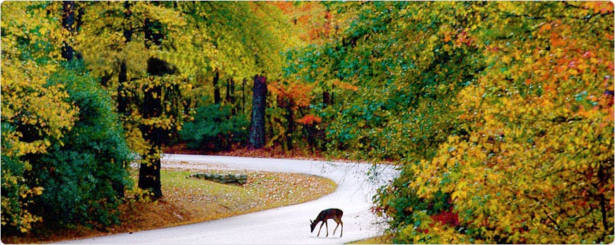 See the wild side of <a target='_blank' href='http://www.southcarolinaparks.com/lakewateree/introduction.aspx'>Lake Wateree State Park</a>.