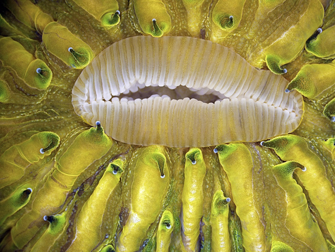 Image: James Nicholson / Olympus BioScapes Digital Imaging Competition®