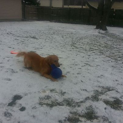 Photo: Playing in the yard this morning. Hoping for more snow.