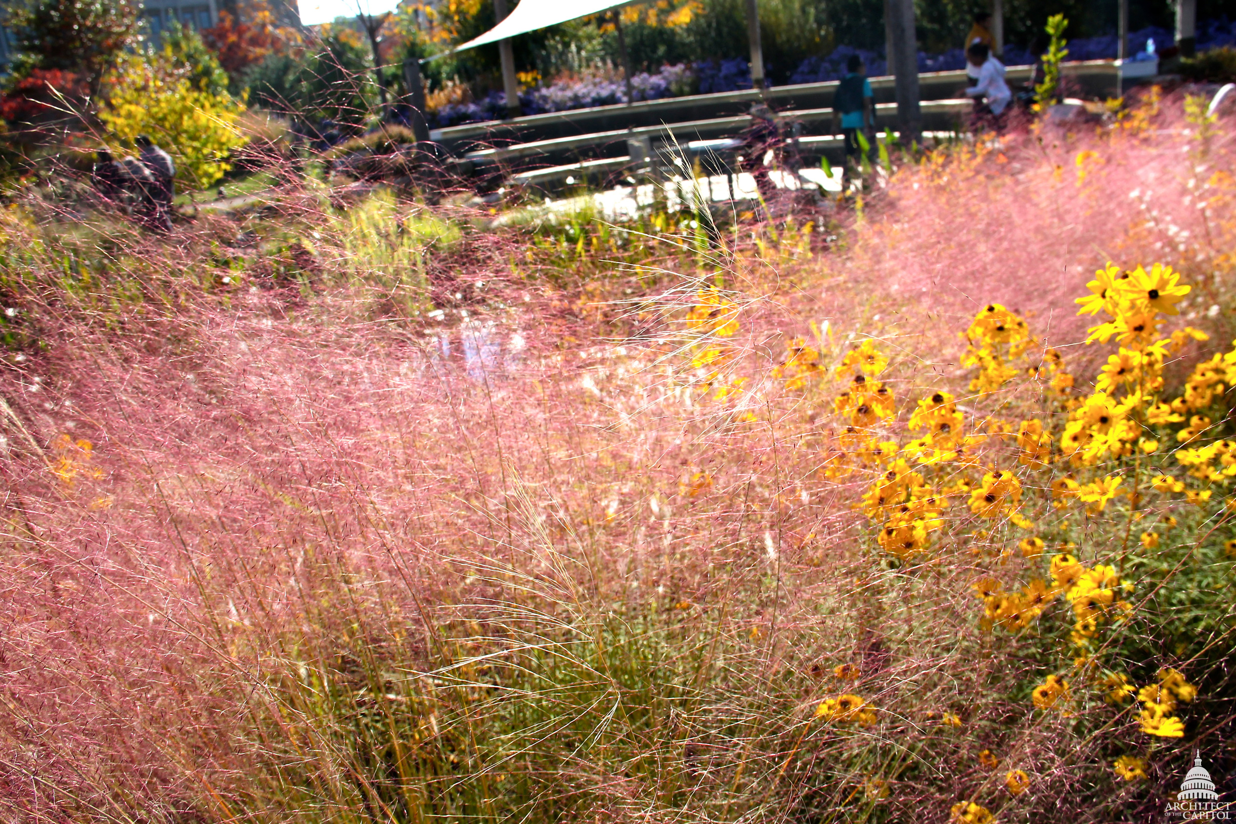 Purple muhly grass (Muhlenbergia capillaris) 