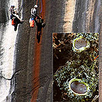 Climbers collecting lichen samples.