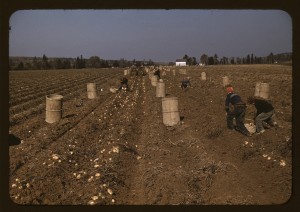 Children gathering potatoes on a large farm, vicinity of Caribou, Aroostook County, Me.