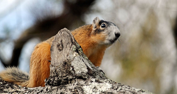 Mangrove fox squirrel in Collier-Seminole State Park