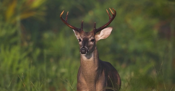 Buck in Rock Springs Run State Reserve