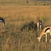 Gazelles graze