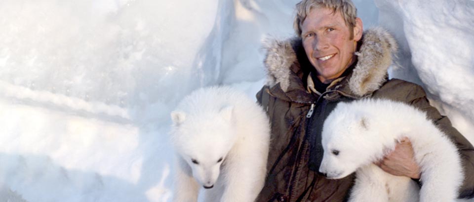 Steven Amstrup and polar bear cubs