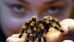 London keepers embarked Thursday on their annual stock-taking of all the zoo's residents. It's no easy task, when there are more than , creatures to count. All animals have to be accounted for, including the tarantulas, locusts and snails.