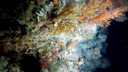 Even four times as deep as most scuba divers venture, the Great Barrier Reef blooms. A new exploration by a remote-operated submersible has found the reef's deepest coral yet.