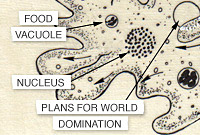 The Artful Amoeba