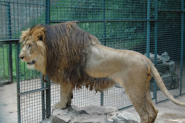 ethiopian lion