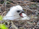 On December 2nd, a harpy eagle chick hatched at the harpy eagle enclosure within the Amazon and Beyond exhibit.  (Source: Ron Magill/Zoo Miami)