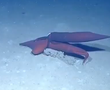 NSFW: First Ever Video of Deep-Sea Squid Having Sex